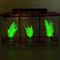 Аквариум-отсадник трехсекционный с подсветкой и светящимися растениями, фиолетовый, 5л