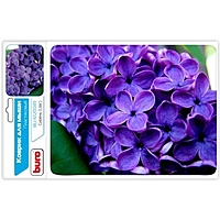 Коврик для мыши Buro BU-M20049 рисунок/сирень