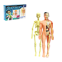 Научный опыт "Строение тела"