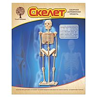 Сборная деревянная модель Скелет человека