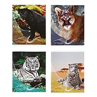 Тетрадь 96 листов линейка Calligrata «Дикие кошки», картонная обложка, второй блок, МИКС