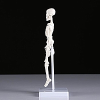 Макет "Скелет человека" 22см