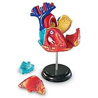 Развивающая игрушка  "Анатомия человека. Сердце"  29  эл. LER3334