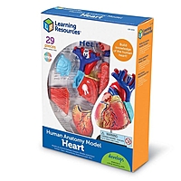 Развивающая игрушка  "Анатомия человека. Сердце"  29  эл. LER3334
