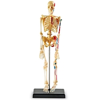 Развивающая игрушка  "Анатомия человека. Скелет"  41 эл LER3337