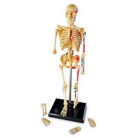 Развивающая игрушка  "Анатомия человека. Скелет"  41 эл LER3337