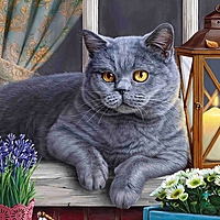 Алмазная мозаика Британский котик на окне 20х20 см AC20060