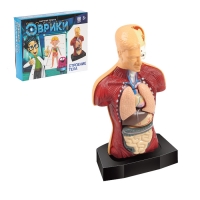 Научный опыт "Строение тела"